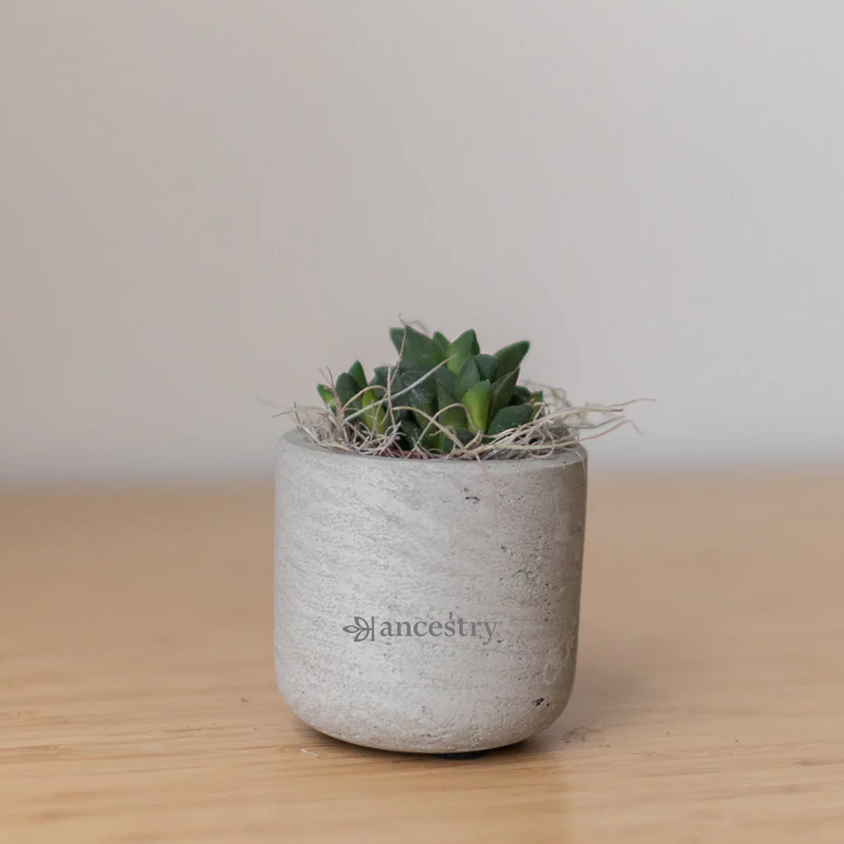 Ancestry® Mini Wilson Grey Plant Holder