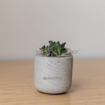 Ancestry® Mini Wilson Grey Plant Holder