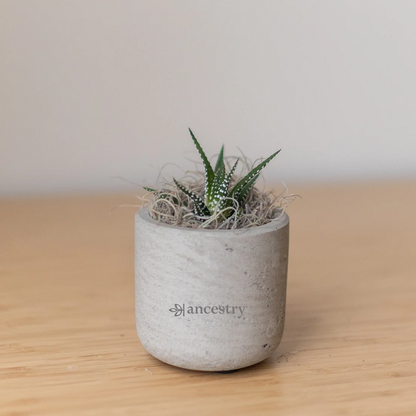 Ancestry® Mini Wilson Grey Plant Holder