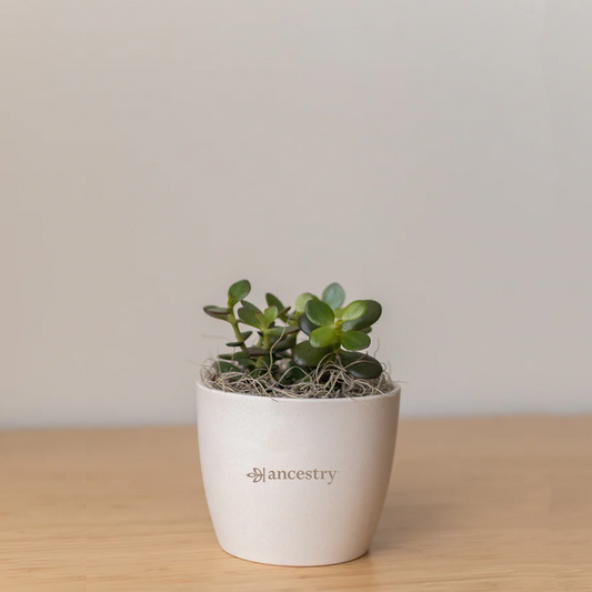 Ancestry® Large Harlow Cream Plant Holder